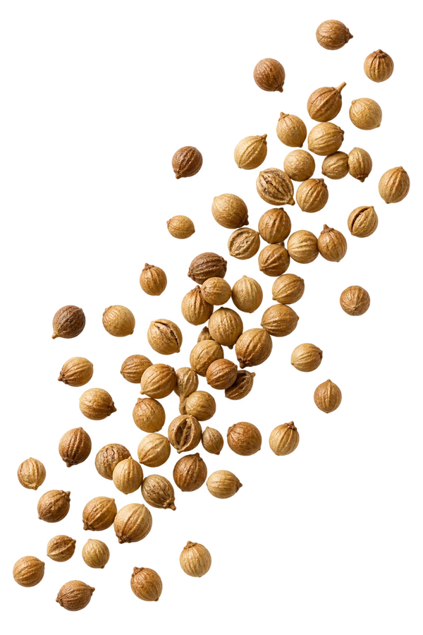 Coriander Seeds